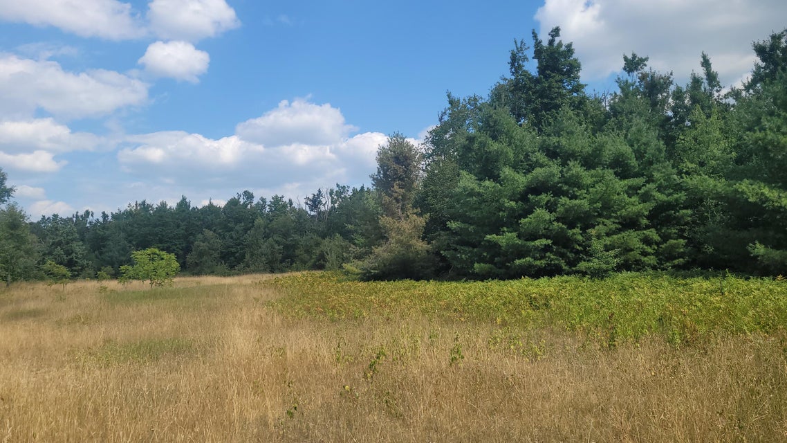 Open field and tree line
