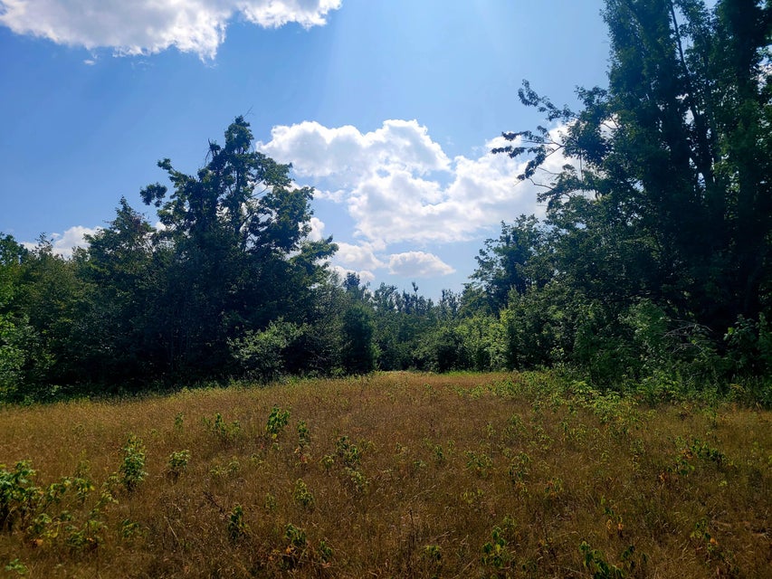 Sunny meadow bordered by woods