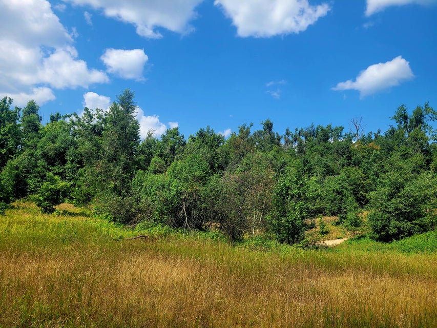 Meadow with wooded border