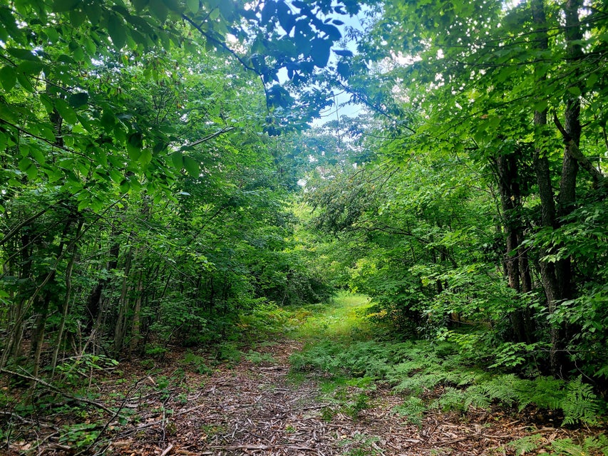 Wooded trail