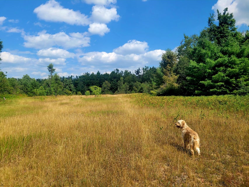 Open field bordered by trees