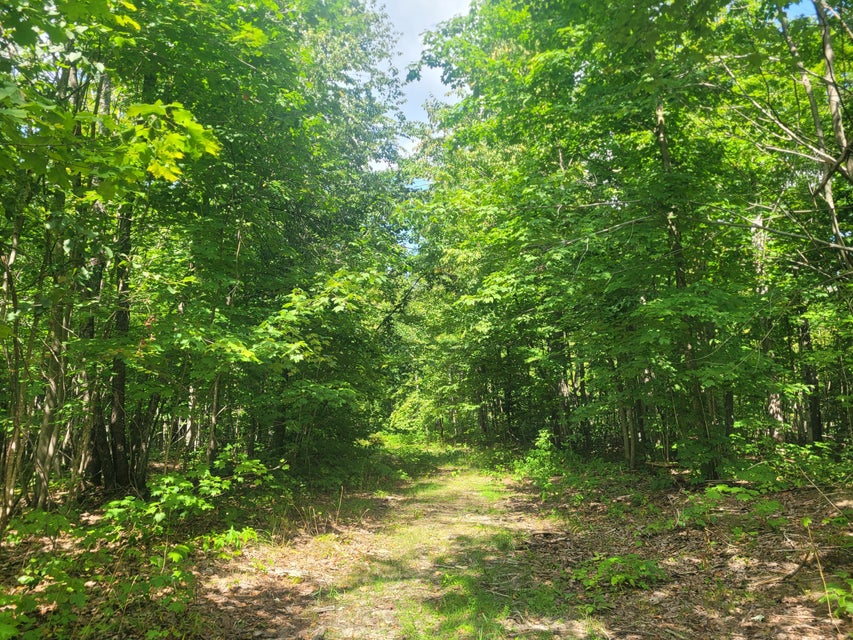 Wooded trail through the acreage