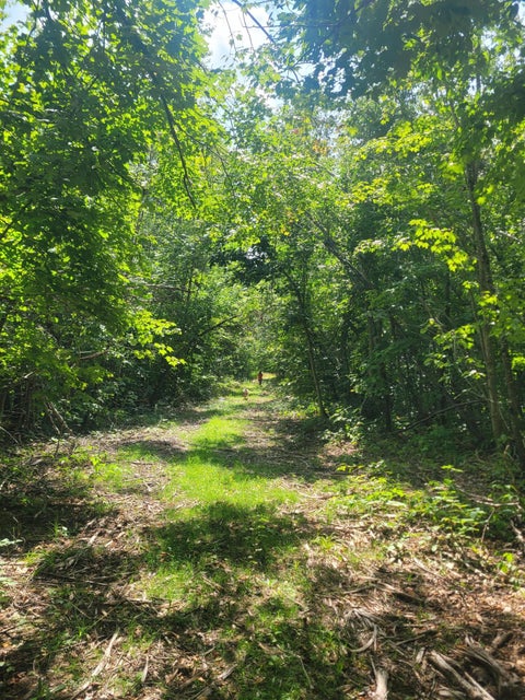 Trail through dense woods